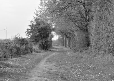 Die Schwarz-Weiß-Fotografie zeigt einen von Bäumen und Büschen gesäumten Weg mit Blumen am Wegrand.